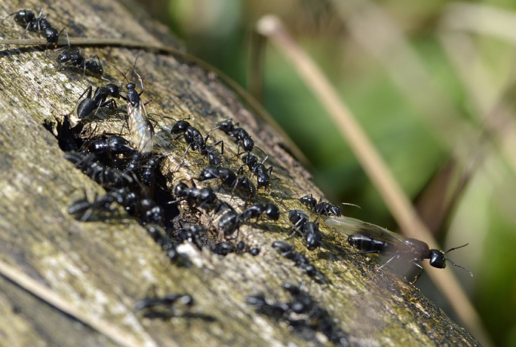 Camponotus vagus, probabile sciamatura in atto